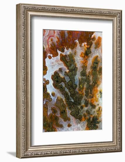 Plume Agate, Sammamish, Washington-Darrell Gulin-Framed Photographic Print