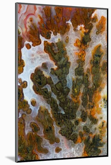 Plume Agate, Sammamish, Washington-Darrell Gulin-Mounted Photographic Print