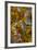 Plume and Moss Design in Agate, Fox Island WA-Darrell Gulin-Framed Photographic Print