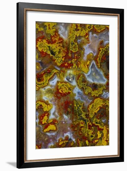 Plume and Moss Design in Agate, Fox Island WA-Darrell Gulin-Framed Photographic Print