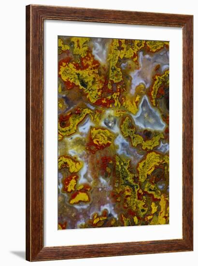 Plume and Moss Design in Agate, Fox Island WA-Darrell Gulin-Framed Photographic Print