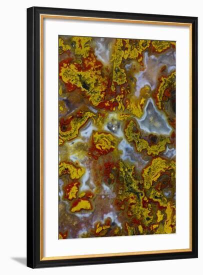 Plume and Moss Design in Agate, Fox Island WA-Darrell Gulin-Framed Photographic Print