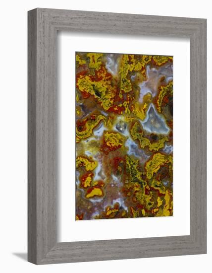 Plume and Moss Design in Agate, Fox Island WA-Darrell Gulin-Framed Photographic Print