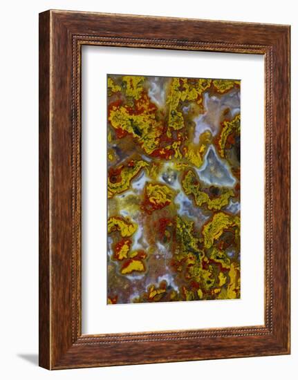 Plume and Moss Design in Agate, Fox Island WA-Darrell Gulin-Framed Photographic Print