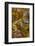 Plume and Moss Design in Agate, Fox Island WA-Darrell Gulin-Framed Photographic Print