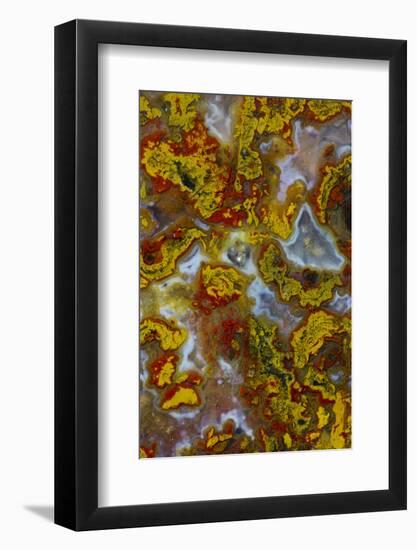 Plume and Moss Design in Agate, Fox Island WA-Darrell Gulin-Framed Photographic Print