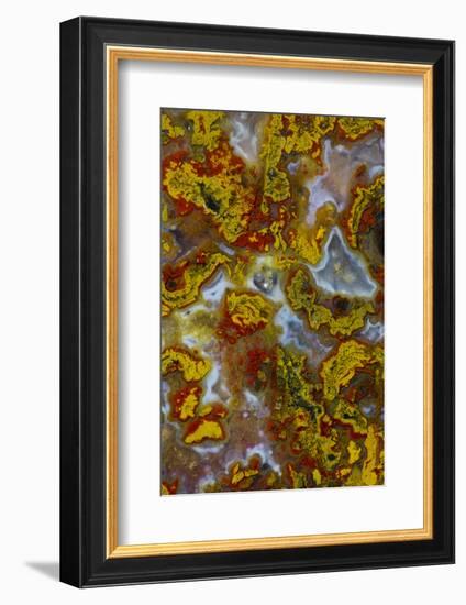 Plume and Moss Design in Agate, Fox Island WA-Darrell Gulin-Framed Photographic Print