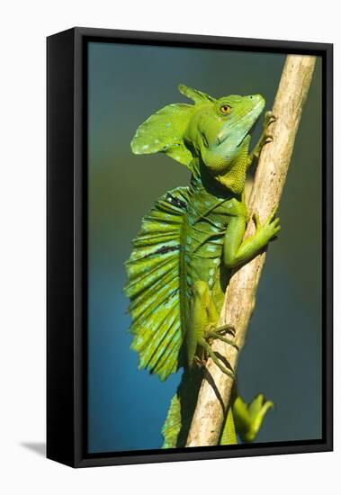 Plumed Basilisk (Basiliscus Plumifrons), Sarapiqui, Costa Rica-null-Framed Stretched Canvas