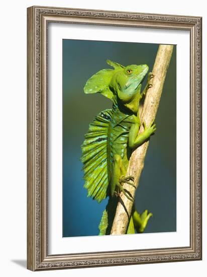 Plumed Basilisk (Basiliscus Plumifrons), Sarapiqui, Costa Rica-null-Framed Photographic Print