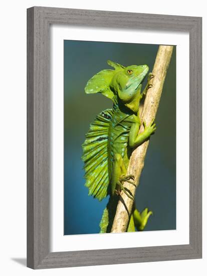 Plumed Basilisk (Basiliscus Plumifrons), Sarapiqui, Costa Rica-null-Framed Photographic Print