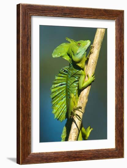 Plumed Basilisk (Basiliscus Plumifrons), Sarapiqui, Costa Rica-null-Framed Photographic Print