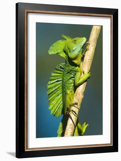 Plumed Basilisk (Basiliscus Plumifrons), Sarapiqui, Costa Rica-null-Framed Photographic Print