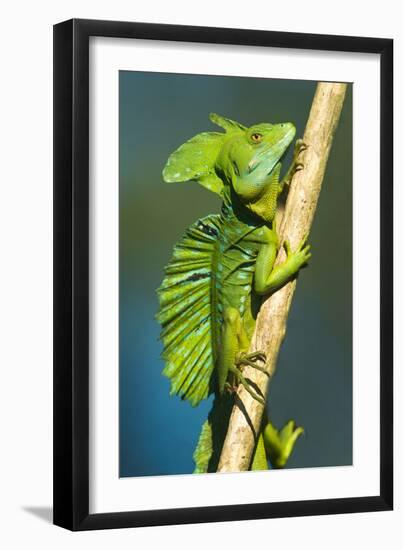 Plumed Basilisk (Basiliscus Plumifrons), Sarapiqui, Costa Rica-null-Framed Photographic Print