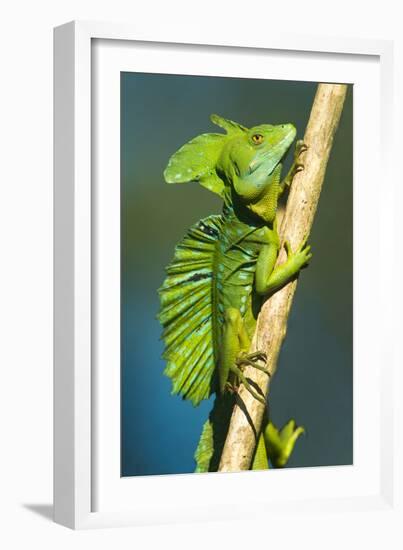 Plumed Basilisk (Basiliscus Plumifrons), Sarapiqui, Costa Rica-null-Framed Photographic Print