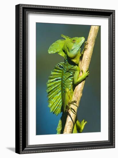 Plumed Basilisk (Basiliscus Plumifrons), Sarapiqui, Costa Rica-null-Framed Photographic Print