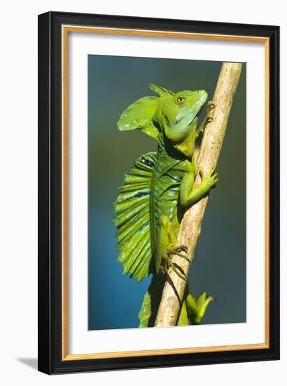 Plumed Basilisk (Basiliscus Plumifrons), Sarapiqui, Costa Rica-null-Framed Photographic Print