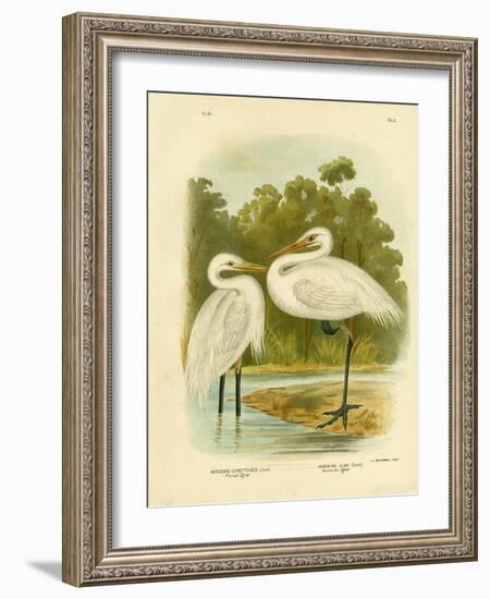 Plumed Egret or Intermediate Egret, 1891-Gracius Broinowski-Framed Giclee Print