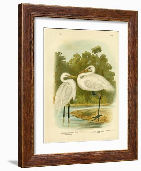 Plumed Egret or Intermediate Egret, 1891-Gracius Broinowski-Framed Giclee Print