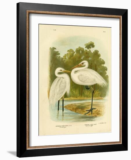 Plumed Egret or Intermediate Egret, 1891-Gracius Broinowski-Framed Giclee Print