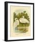 Plumed Egret or Intermediate Egret, 1891-Gracius Broinowski-Framed Giclee Print