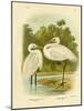 Plumed Egret or Intermediate Egret, 1891-Gracius Broinowski-Mounted Giclee Print
