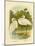 Plumed Egret or Intermediate Egret, 1891-Gracius Broinowski-Mounted Giclee Print