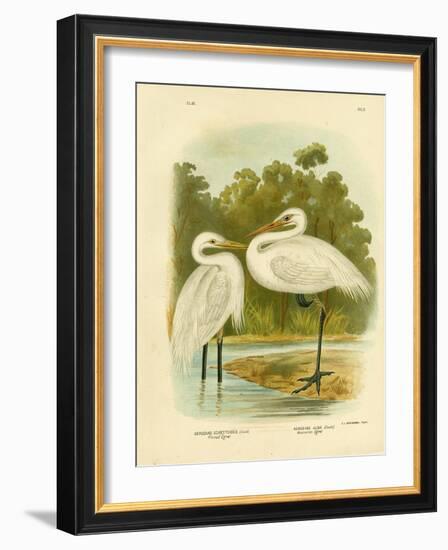 Plumed Egret or Intermediate Egret, 1891-Gracius Broinowski-Framed Giclee Print