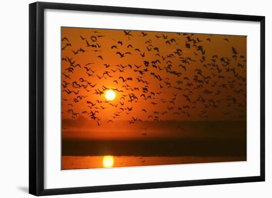 Plumed Whistle Ducks in Flight at Sunset-null-Framed Photographic Print