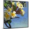 Plumeria 01-Rick Novak-Mounted Art Print