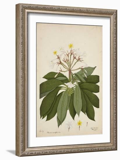 Plumeria Acutifolia Poir, 1800-10-null-Framed Giclee Print