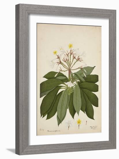 Plumeria Acutifolia Poir, 1800-10-null-Framed Giclee Print