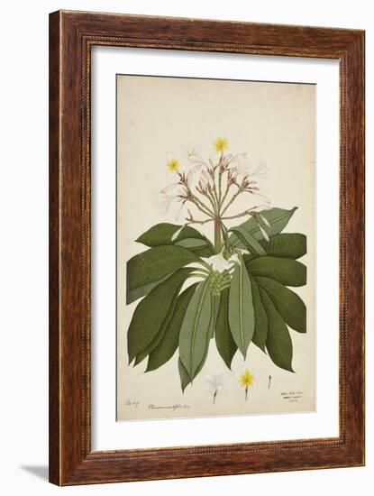 Plumeria Acutifolia Poir, 1800-10-null-Framed Giclee Print