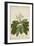 Plumeria Acutifolia Poir, 1800-10-null-Framed Giclee Print