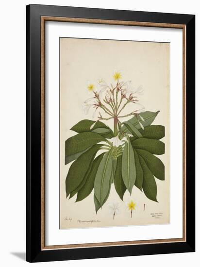 Plumeria Acutifolia Poir, 1800-10-null-Framed Giclee Print