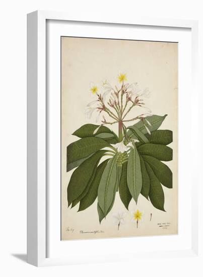 Plumeria Acutifolia Poir, 1800-10-null-Framed Giclee Print