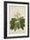 Plumeria Acutifolia Poir, 1800-10-null-Framed Giclee Print