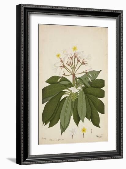 Plumeria Acutifolia Poir, 1800-10-null-Framed Giclee Print