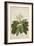 Plumeria Acutifolia Poir, 1800-10-null-Framed Giclee Print