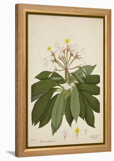 Plumeria Acutifolia Poir, 1800-10-null-Framed Premier Image Canvas