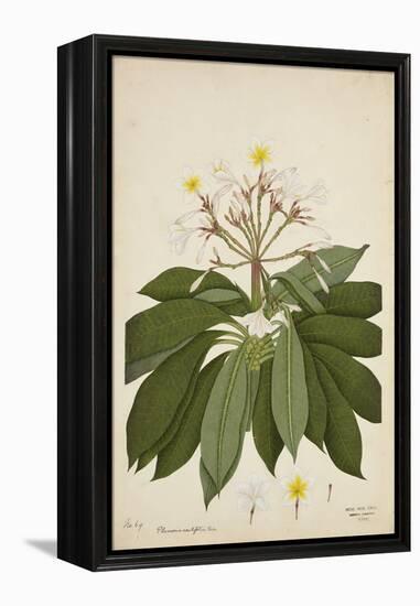 Plumeria Acutifolia Poir, 1800-10-null-Framed Premier Image Canvas