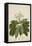 Plumeria Acutifolia Poir, 1800-10-null-Framed Premier Image Canvas
