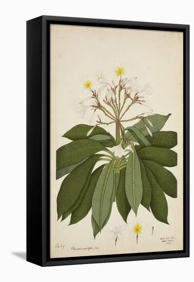 Plumeria Acutifolia Poir, 1800-10-null-Framed Premier Image Canvas