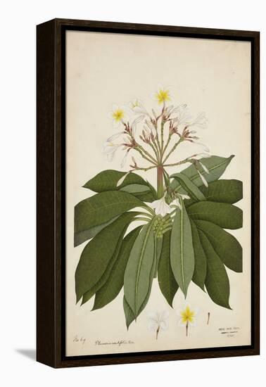 Plumeria Acutifolia Poir, 1800-10-null-Framed Premier Image Canvas