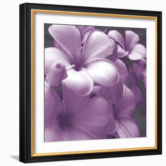 Plumeria Bloom I-Tony Koukos-Framed Giclee Print