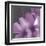 Plumeria Bloom II-Tony Koukos-Framed Giclee Print