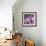 Plumeria Bloom II-Tony Koukos-Framed Giclee Print displayed on a wall
