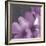 Plumeria Bloom II-Tony Koukos-Framed Giclee Print