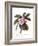 Plumeria, C.1744-Georg Dionysius Ehret-Framed Giclee Print