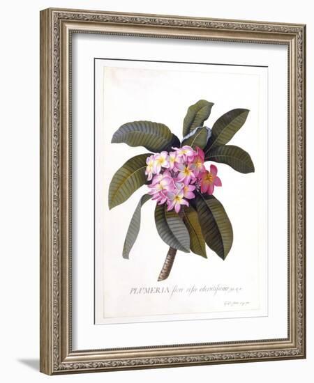 Plumeria, C.1744-Georg Dionysius Ehret-Framed Giclee Print