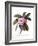 Plumeria, C.1744-Georg Dionysius Ehret-Framed Giclee Print